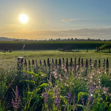 Alpakablick - Inklusive Gratis Alpaka Meet & Greet * Rhede (North Rhine-Westphalia)