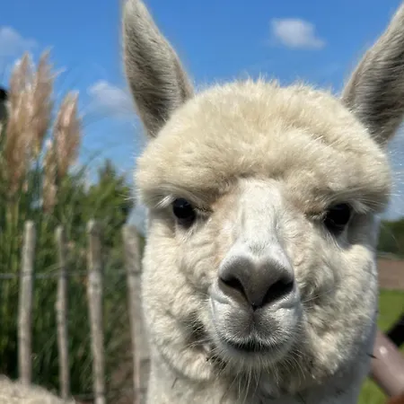 Alpakablick - Inklusive Gratis Alpaka Meet & Greet
