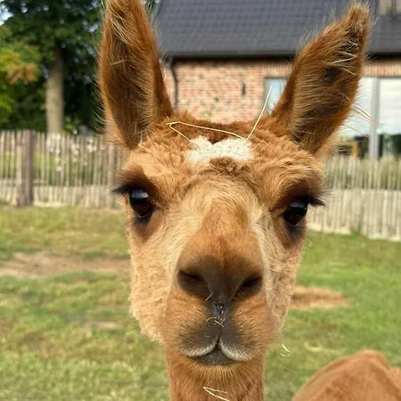 Alpakablick - Inklusive Gratis Alpaka Meet & Greet Appartement