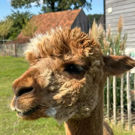 Alpakablick - Inklusive Alpaka Meet & Greet An Bestimmten Terminen *