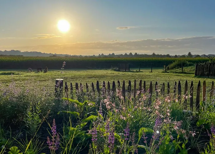Alpakablick - Inklusive Alpaka Meet & Greet An Bestimmten Terminen * Rhede (North Rhine-Westphalia)