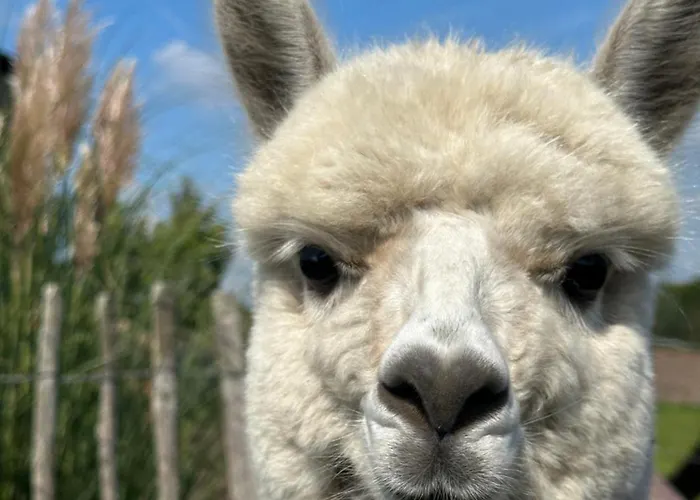 Alpakablick - Inklusive Alpaka Meet & Greet An Bestimmten Terminen