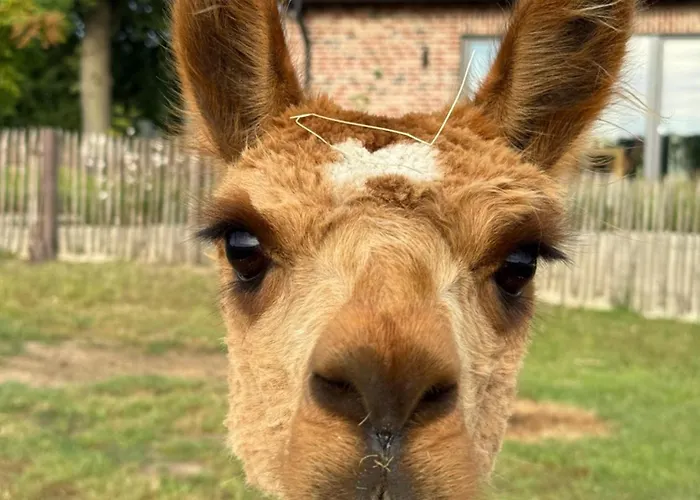 Alpakablick - Inklusive Alpaka Meet & Greet An Bestimmten Terminen Lejlighed