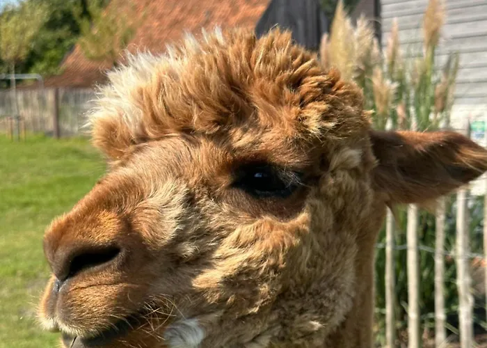 Alpakablick - Inklusive Gratis Alpaka Meet & Greet *